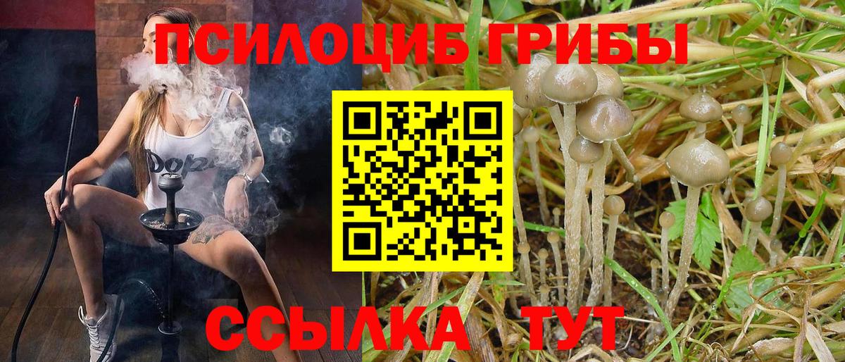 Сосновый Бор  Псилоцибиновые грибы Cubensis  купить   Вход с VPN 